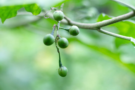 Turkey berry Solanum torvum is a thorny shrub or small tree, bearing clusters of star shaped flowers that develop into green pea-like berriesの写真素材