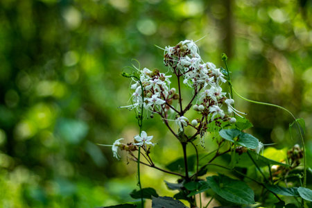 Bhaat, Hill Glory Bower, Bitter Stick, Wild Guava. Showy, white to pinkish, with long, protruding...