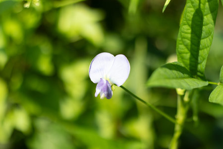 The winged bean Psophocarpus tetragonolobus, or Goa bean, has attractive flowers that are typically purple, pink, or white with a bi colored appearanceの写真素材