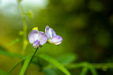 The small, delicate bean flower has a butterfly shaped, pea like structure with five petals in white, pink, purple, or blue. Growing in clusters on slenderの写真素材