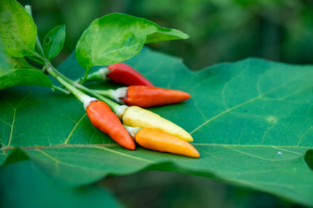 Chili peppers are fiery fruits belonging to the Capsicum genus. They come in a variety of colors, including green, red, yellow, orange, purple, and brownの写真素材