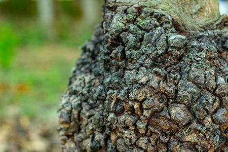 The dark tree, rough burls, caused by stress or infection are burls, which are abnormal outgrowths...