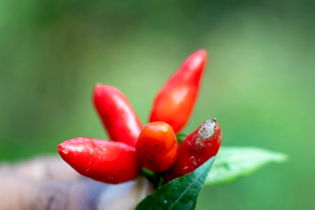 Red chilli, hot pepper, chili. Chili peppers occupy an unusual place in the food canon. It belongs to the Solanaceae nightshade familyの写真素材