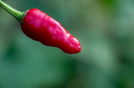 Red chilli Capsicum annuum or Capsicum frutescens is a popular spice used worldwide for its intense...