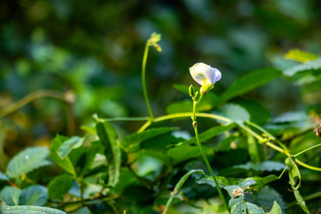 Bean flowers are small, delicate blooms from plants like kidney, lima, and soybeans. They come in white, purple, or pink and are essential for bean production after pollinationの写真素材
