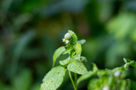 Commonly known as Jack in the Bush, Siam Weed, Rouge Plant, and Christmas Bush, Chromolaena odorata...