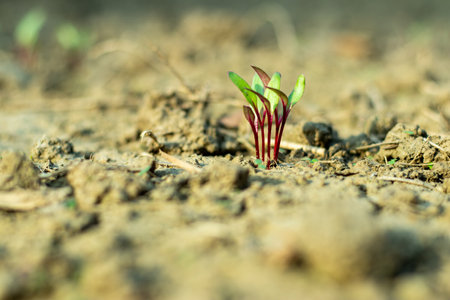 Close-up of seedlings with reddish colorful stems and vibrant green leaves emerging from the soil, set against a blurred earthy backgroundの写真素材