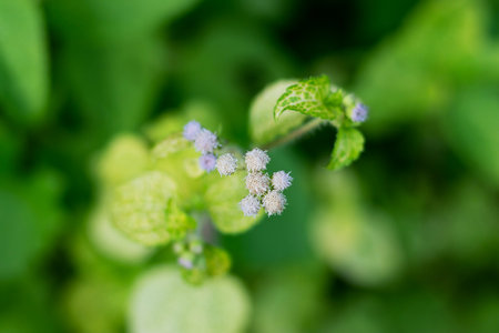 It called Jack in the Bush, Siam Weed, Rouge Plant, and Christmas Bush. A fast growing perennial shrub with soft, aromatic leaves and clusters of pale purple to blue flowersの写真素材