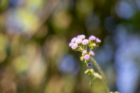 Native to Europe, has spread across North America