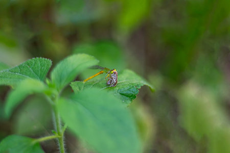 This fast growing shrub has aromatic leaves and pale purple to blue flowers, with a dragonfly resting on a leafの写真素材