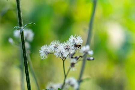 Known by various names like Bitter bush, Christmas bush, Chromolaena odorata contains Alpha-pinene, which helps eliminate infections and promote healingの写真素材