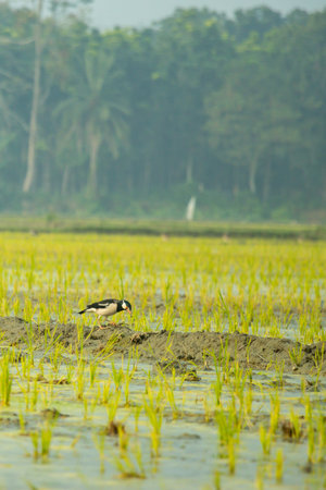 A common myna sits in a rice field, its yellow wing patches and bright beak contrasting with its...