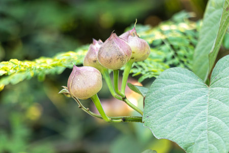 Camonea umbellata. Convolvulaceae family. Fast growing, twining herbaceous vine. Primarily...