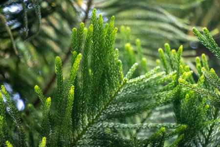 Araucaria columnaris, Cook pine. Native to New Caledonia, now widely cultivated in tropical and...