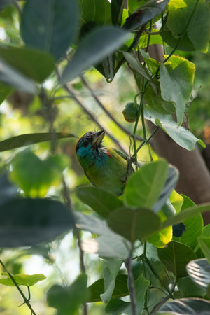 A wild parrot sits in a bush its bright green feathers blend in with the foliage. Its beak is curved and reddish, its eyes are alertの写真素材