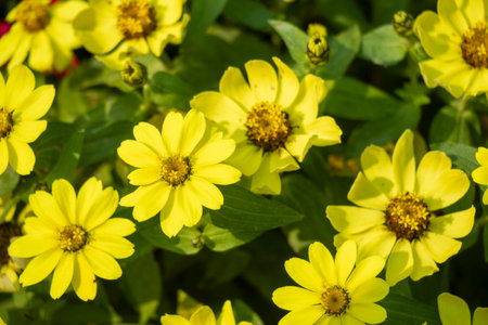 The yellow zinnia is a vibrant, eye catching flower known for its bright, cheerful color and daisy like shape. Popular in gardens, bouquets, and pollinator habitatsの写真素材