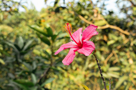 In the sunlight garden, Hibiscus rosa sinensis blooms with large, vibrant petals in fiery red, deep pink, or sunny yellow. The slightly ruffled petals shimmer like silkの写真素材