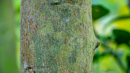 A tree trunk, predominantly covered in a vibrant green mosaic of moss or lichen. The rough bark...