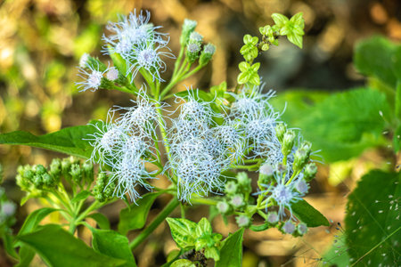 Mikania micrantha, dense light green foliage with tiny clustered flowers, likely a fast growing vine...