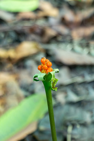 The orange berries are likely Physalis peruviana, or Cape gooseberry flower, with a papery green...