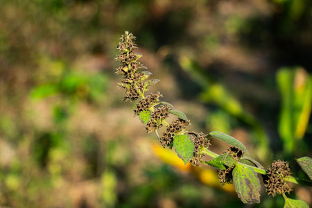 Ajuga pyramidalis, commonly known as Pyramidal Bugle or Pyramid Bugleweed, is a low growing,...