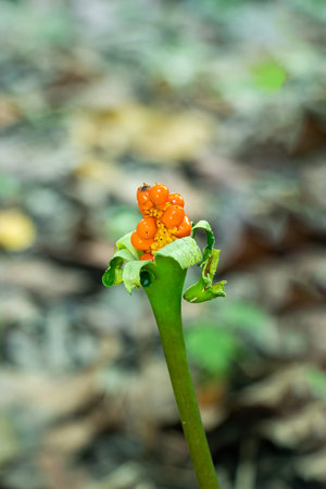 The small orange kochu flower fruits are probably Physalis peruviana, known as Cape gooseberry,...