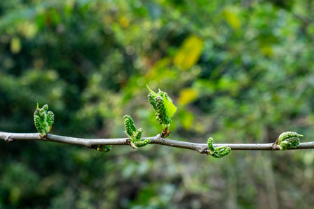 Mulberry a close up tree branch in early spring shows clusters of tiny, green, unripe fruits. Fresh,...
