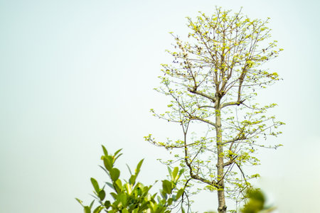 Bombax ceiba tree, commonly known as the Red Silk Cotton Tree or Shimul in Bangladesh. This tree is characterized by its sparse, light green, palmately compound foliageの写真素材