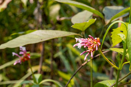 Delicate pink and white tubular flowers, likely Rauvolfia, emerge from a central stalk in a dense cluster some in bud pinkish-purple, others fully open whiteの写真素材