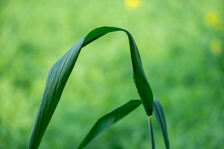 The leaf, a grass or a similar plant, has distinct parallel veins and a slight sheen, suggesting...