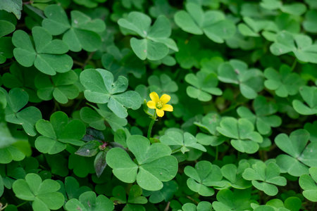 Oxalis genus wood sorrel, small yellow flower, stands out among dense green, three lobed leaves. Its five bright petals contrast vividly with the lush, heart shapedの写真素材