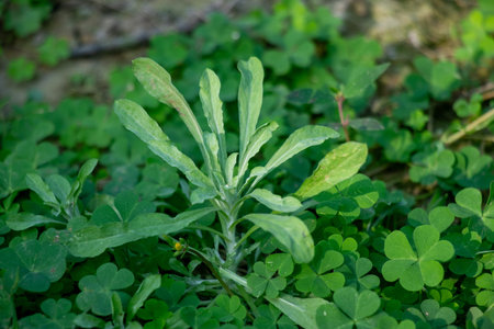 A young rosette forming plant with long, serrated light green leaves, likely a wild species possibly...