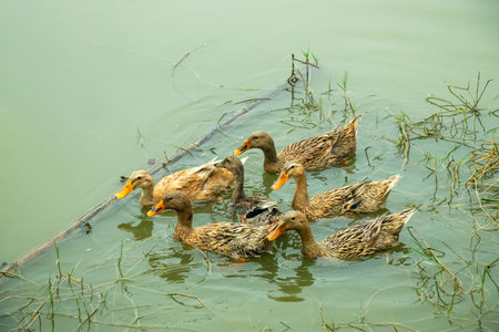 A cluster of brown, speckled Indian Runner Ducks with orange beaks swims in greenish water near...