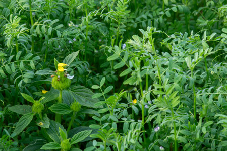 Lentil plants growing on fields. The plants are distinguished by their bright green, serrated leaves...