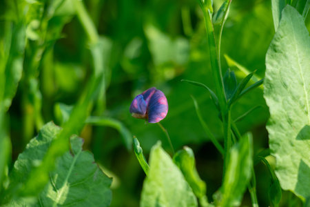 In this close up shot, two delicate, blue violet flowers of a pea plant bloom amidst lush green...