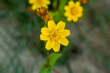 Yellow creeping buttercup or Ranunculus repens with a central cluster of deeper yellow florets,...