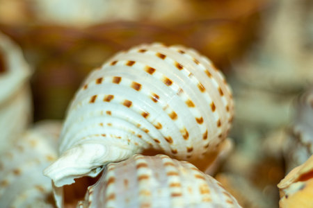 A beautiful spiral glossy seashell with a creamy white to pale yellow base, adorned with dark to...