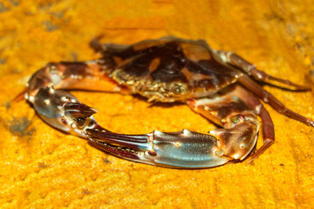 Sea crabs are nutrient rich, high in protein, omega 3, and minerals, making them a top seafood choice while also playing a key role in marine ecosystemsの写真素材