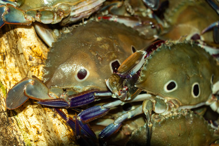 Sea crab is a popular seafood rich in protein, omega-3, and minerals. Species like blue crab, king crab, mud crab, and snow crab are highly valued worldwideの写真素材