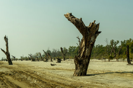 On the seashore, some dead trees with dark, weathered trunks and jagged, stunted branches stand silhouetted against a pale blue sky, revealing their age and decayの写真素材