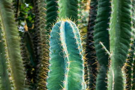 Columnar cactus, likely Cereus repandus Peruvian Apple Cactus, with vertical ribs, blue green stems,...