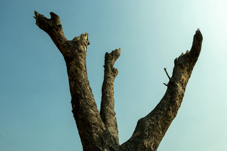Dark, weathered remains of a dead tree with broken, stunted branches silhouetted against a pale blue...