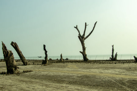 Forked dead tree trunk, bare of bark and branches, set against bright hazy weather. In the distance,...