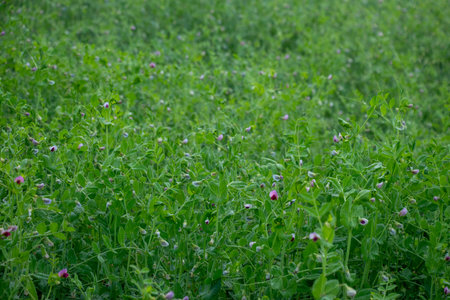 Numerous pea plant blossoms unfold across a vibrant green field, their petals soft hues of white,...