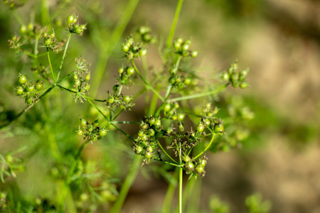 Seed pod clusters of Coriandrum sativum or coriander, cultivated herb for its culinary and medicinal...