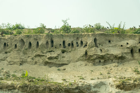 The sheer, light colored earthen wall riddled with numerous dark, oval shaped nesting burrows. Several small, birds perched near entrances of their nestsの写真素材