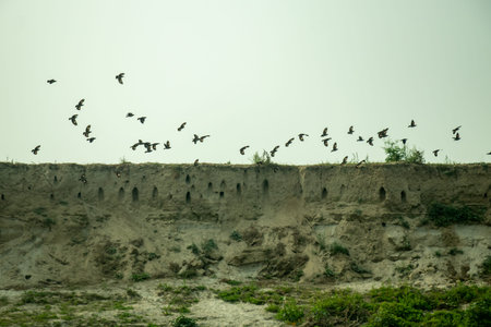 A flock of small, dark birds against a pale sky. They are clustered just above the edge of a steep, sandy earthen many facing the cliff as they approach their nestsの写真素材
