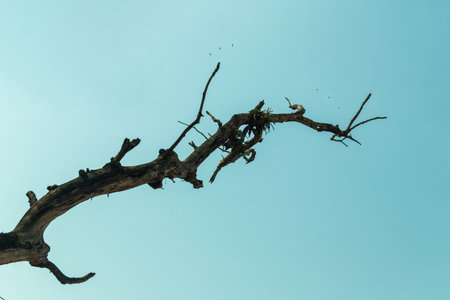 The thick, branch is positioned diagonally across the frame, its rough, dark texture and numerous broken. Several small patch of life to the dead woodの写真素材