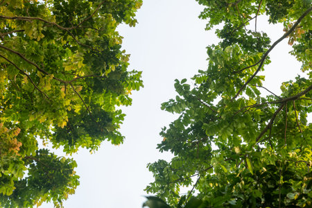 The leaves forming a natural border, are illuminated from behind, their texture and creating a...