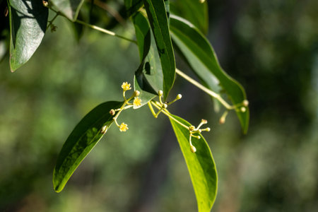 The plant ovate leaves that boast a glossy surface and a lighter green tone. Its stems bear tiny,...